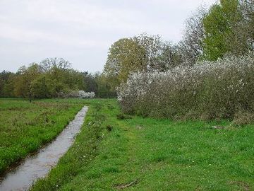 Hornbosteler Hutweide - Frühlingserwachen