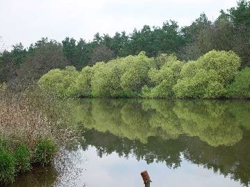 Hornbosteler Hutweide - Aller-Altarm