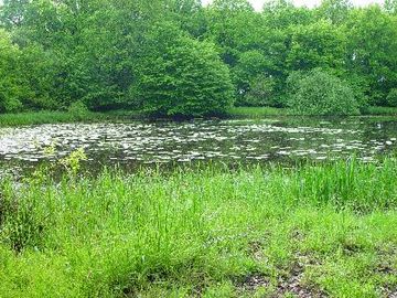 Hornbosteler Hutweide - Teich