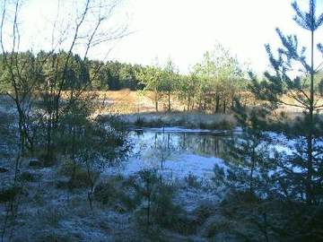 Brambosteler Moor - Moortümpel