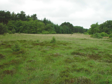 Holter Steertmoor