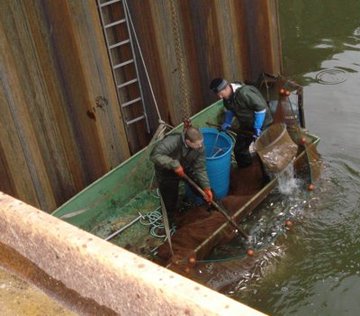 Fischrettungsaktion aus dem Spundwandkasten