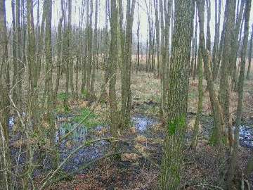 Maschbruch - Erlenbruchwald