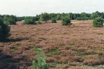 Kleiner Sand - Zwergstrauchheide