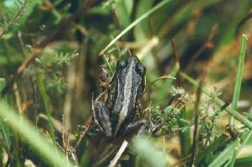 Heumoor - Moorfrosch