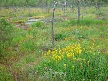 LRT 7110 - Lebendes Hochmoor mit Glockenheide (Erica tetralix) und Moorlilie (Narthecium ossifragum)