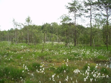 LRT 7140 - Übergangs- und Schwingrasenmoore mit Schmalblättrigem Wollgras (Eriophorum angustifolium)