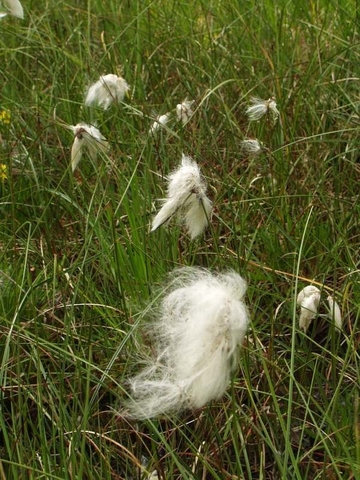 Fruchtstände des Schmalblättrigen Wollgrases (Eriophorum angustifolium)