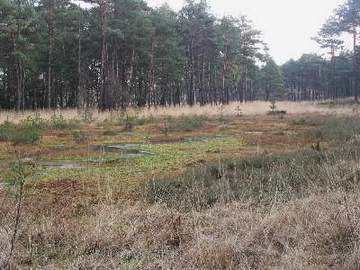 Wettenbosteler Moor - verlandender Torfstich