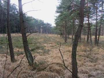 Wettenbosteler Moor - ehemalige Torfstichfläche