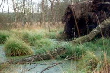 Wettenbosteler Moor