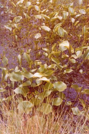 Rauhes Moor - Sumpf-Calla