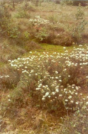 Rauhes Moor - Sumpf-Porst in Blüte