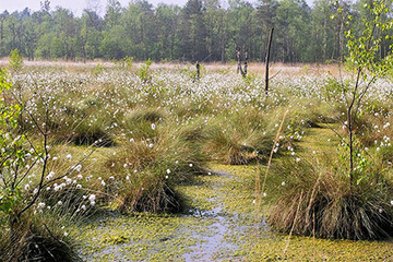 Großes Moor bei Wistedt - Wollgras