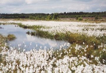 Schweimker Moor und Lüderbruch - Hochmoor