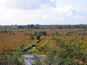 Schweimker Moor und Lüderbruch - Hochmoor