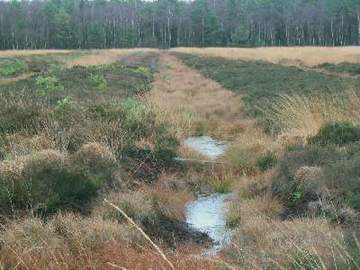 Schweimker Moor - ehemalige Abtorfung