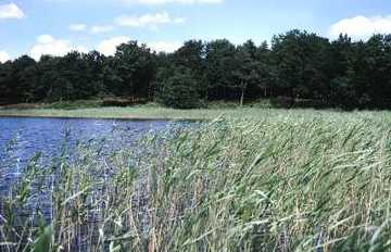 Wollingster See