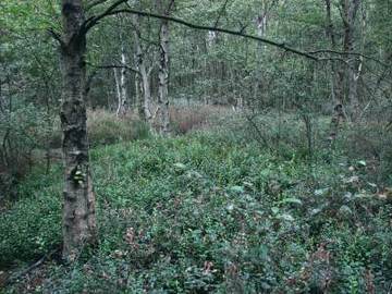 NSG "Uchter Moor" - Rauschbeeren-Moorbirkenwald