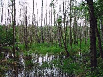 Wiedervernässtes Niedermoor