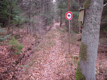 Foto aus dem Naturschutzgebiet "Beverner Wald"