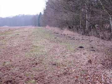 Foto aus dem Naturschutzgebiet "Beverner Wald"