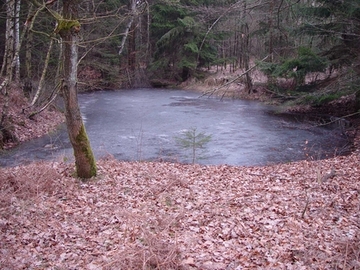 Foto aus dem Naturschutzgebiet "Beverner Wald"