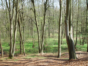 Blick vom Buchenhang in den Erlen-Eschenwald