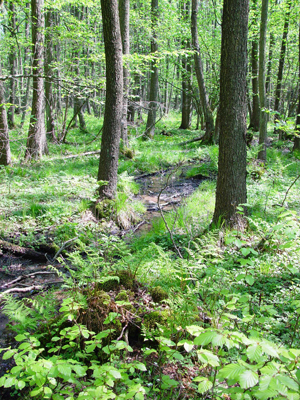 Erlen-Eschenwald mit kleinem Bachlauf