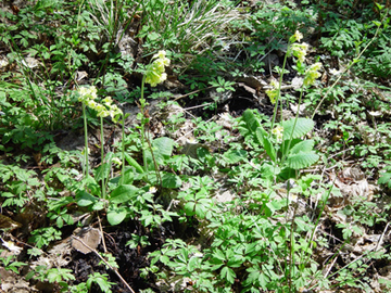 Hohe Schlüsselblume - Primula elatior