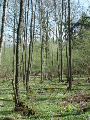 Erlen-Eschenwald mit Schlüsselblumen