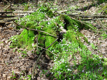 Wald-Sauerklee - Oxalis acetosella
