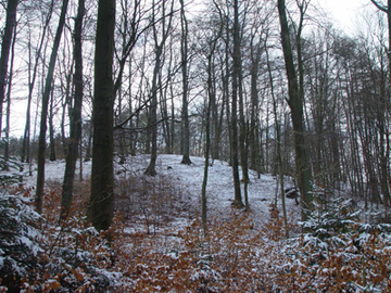 Buchensteilhang im Süden