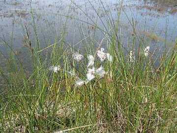 Herrschaftliches Moor - Wollgras