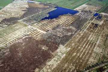 Foto aus dem Naturschutzgebiet "Oederquarter Moor"