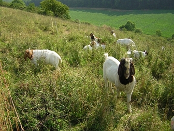 Burenziegen am Gallberg, Foto: G. Madsack