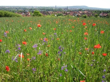 Kalkacker mit Blick auf Hildesheim, Foto: G. Madsack