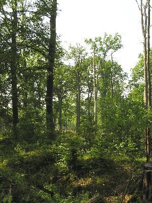 Duinger Wald