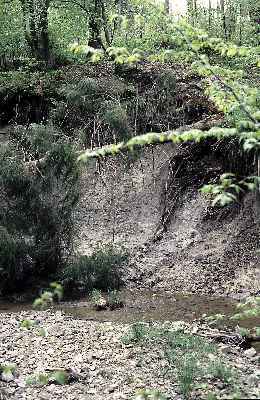 Duinger Wald