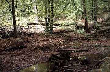 Duinger Wald