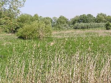 Bockenemer Klärteiche