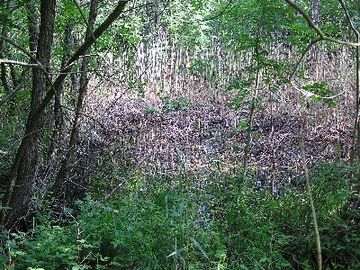 Amphibienbiotope Hohenbüchen