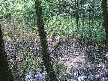 Amphibienbiotope Hohenbüchen