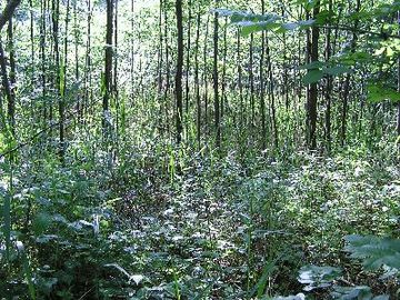 Amphibienbiotope Hohenbüchen