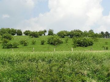 Schwarze Heide