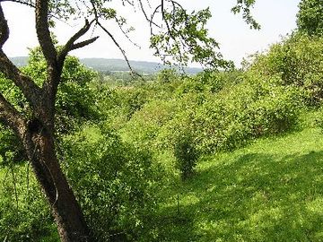 Schwarze Heide