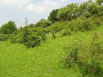 Schwarze Heide