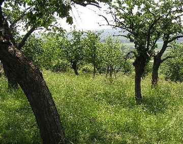 Schwarze Heide