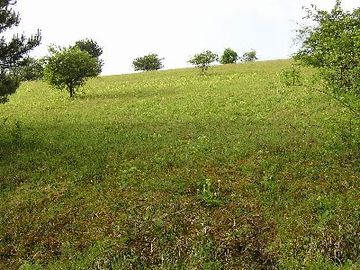 Halbtrockenrasen bei Irmenseul