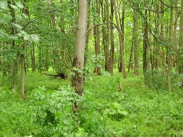 Ahrberger Holz / Groß Förster Holz